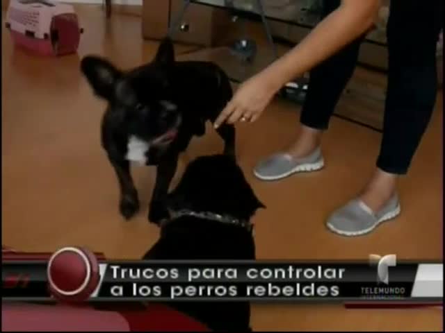 Mujer Enseña Cómo Controlar Los Perros Con ‘técnicas Psicológicas’ #Video