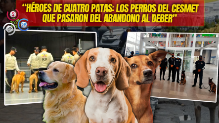 Perros Rescatados De Las Calles Se Convierten En Héroes Del Metro De Santo Domingo