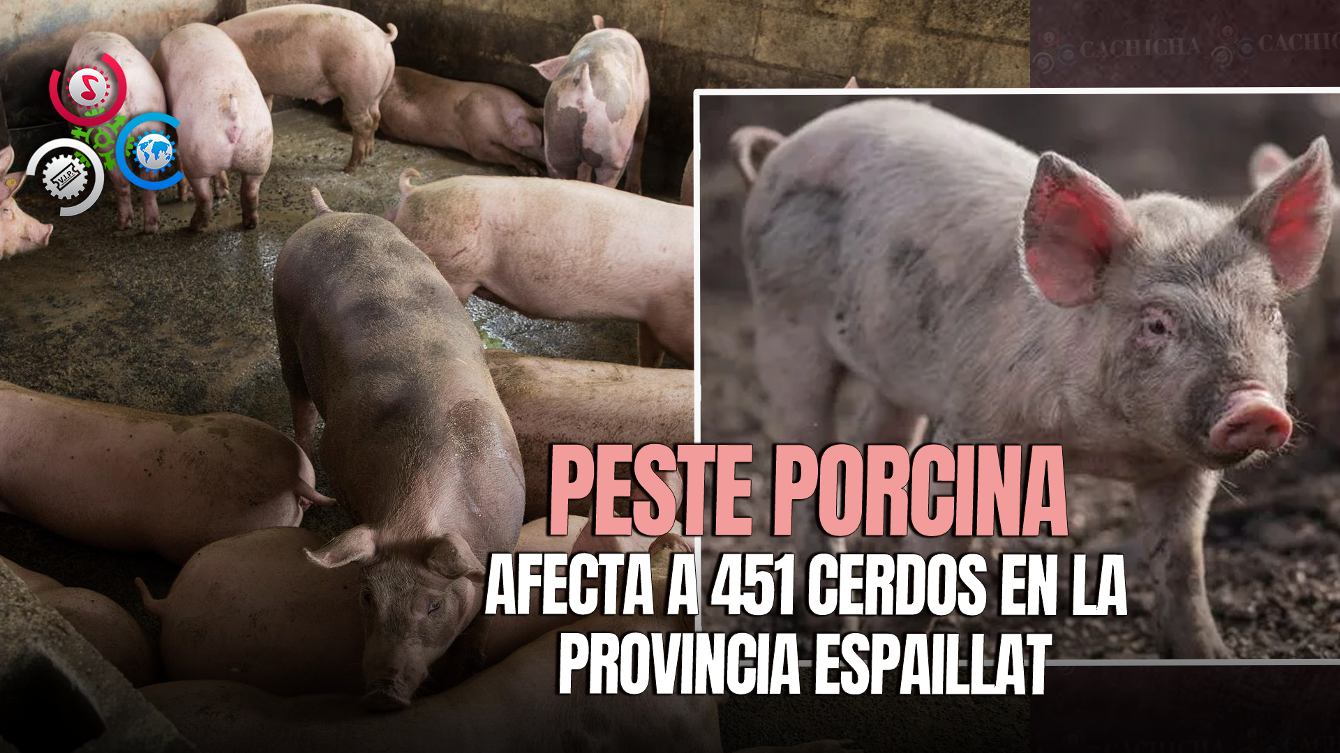 Autoridades Sacrifican Más De 400 Cerdos En Espaillat Por Peste Porcina