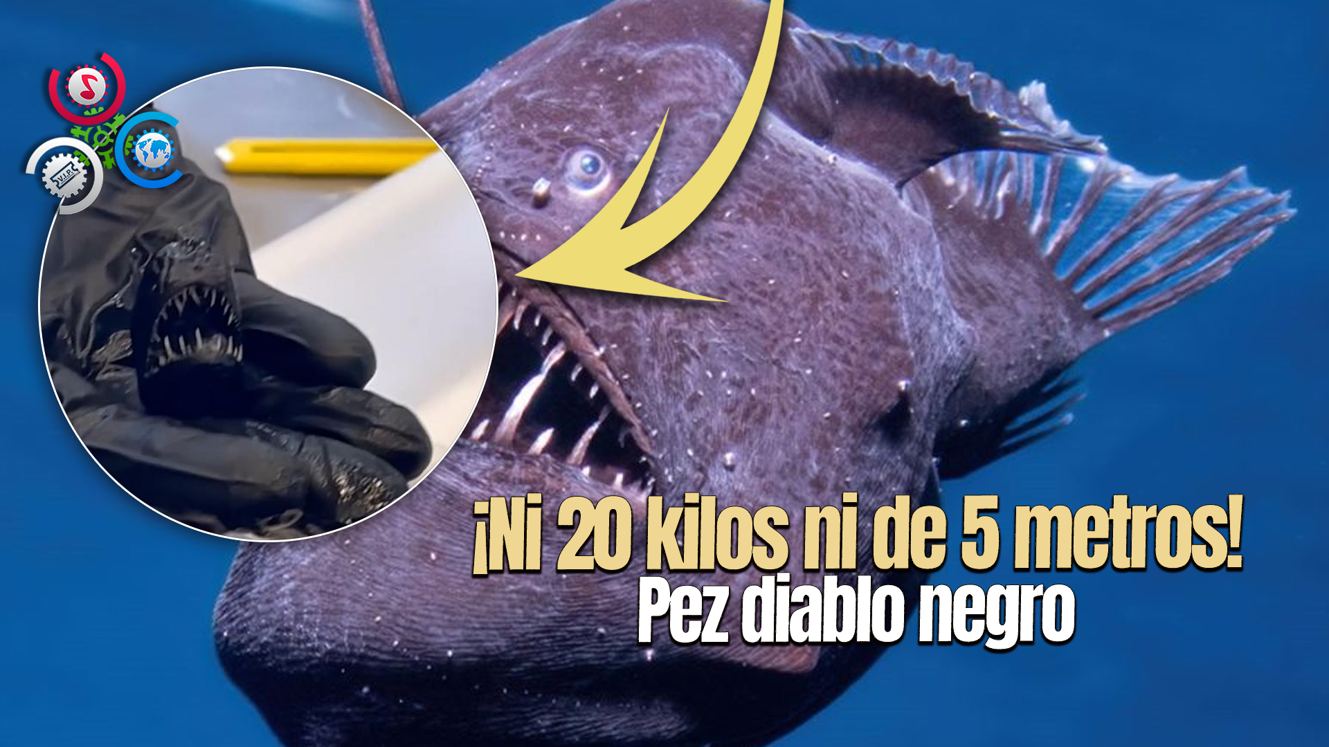 Conoce El Verdadero Tamaño Del Pez Diablo Negro Que Apareció Cerca De La Superficie En Tenerife