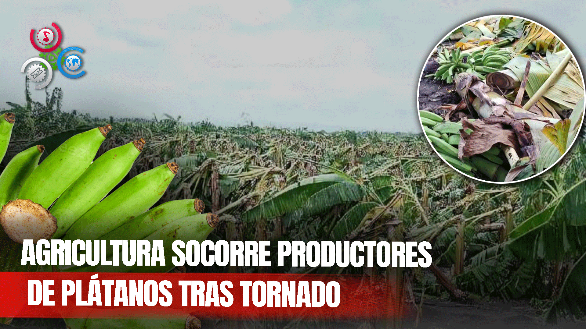 Agricultura Auxilia Productores De Plátanos Afectados Por Un Tornado