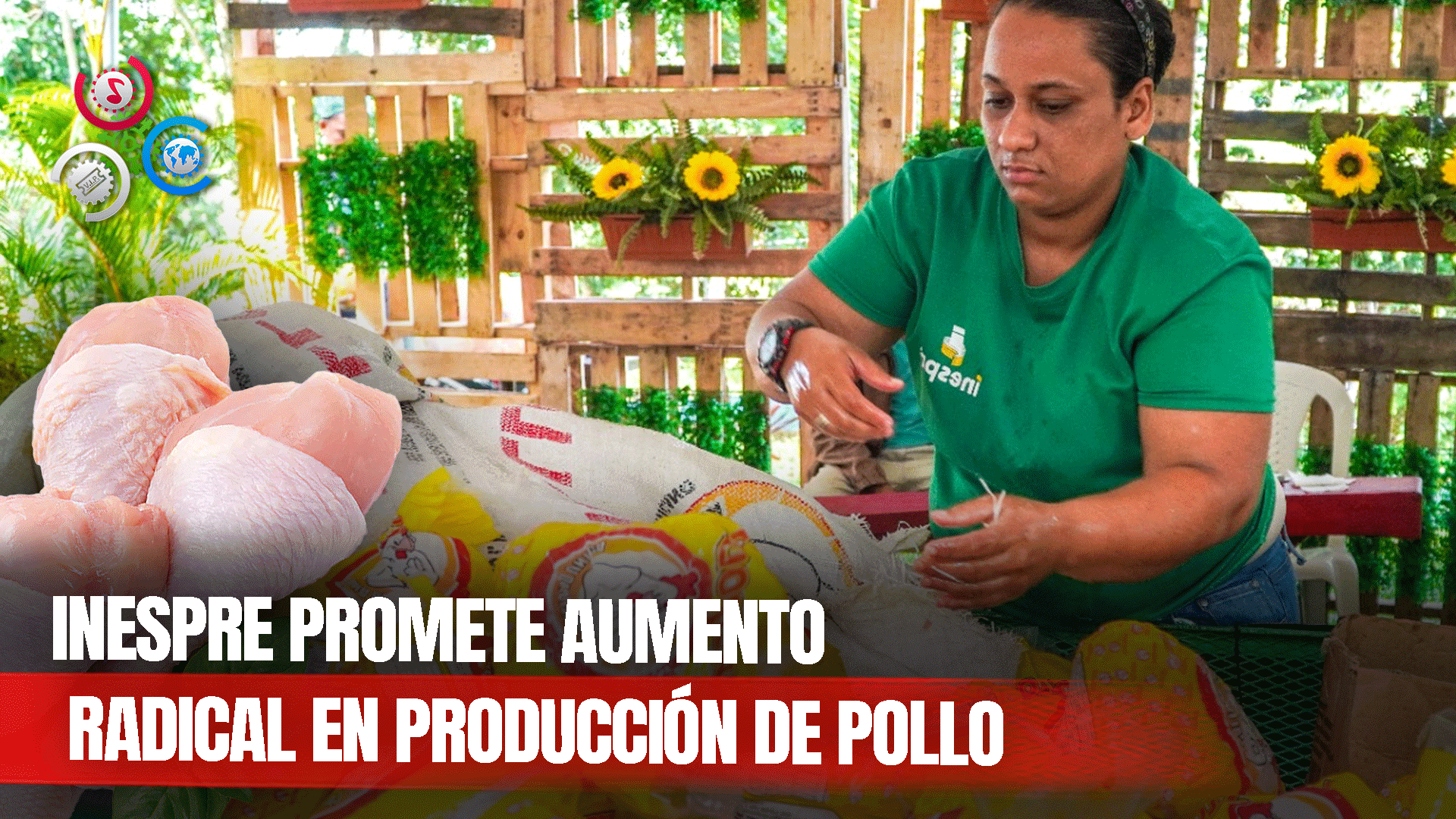 Inespre Garantiza Aumento En La Producción Del Pollo