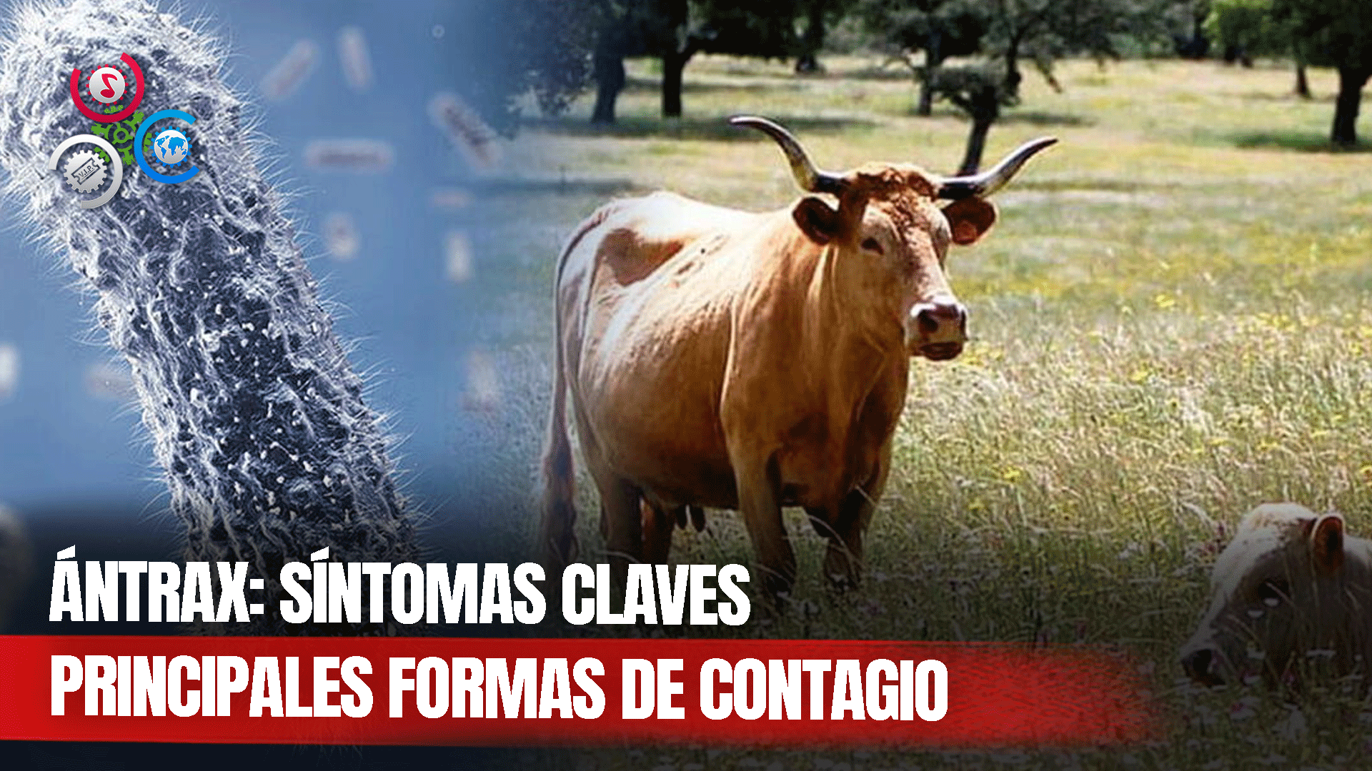 Principales Formas De Contagio Y Síntomas Del ántrax