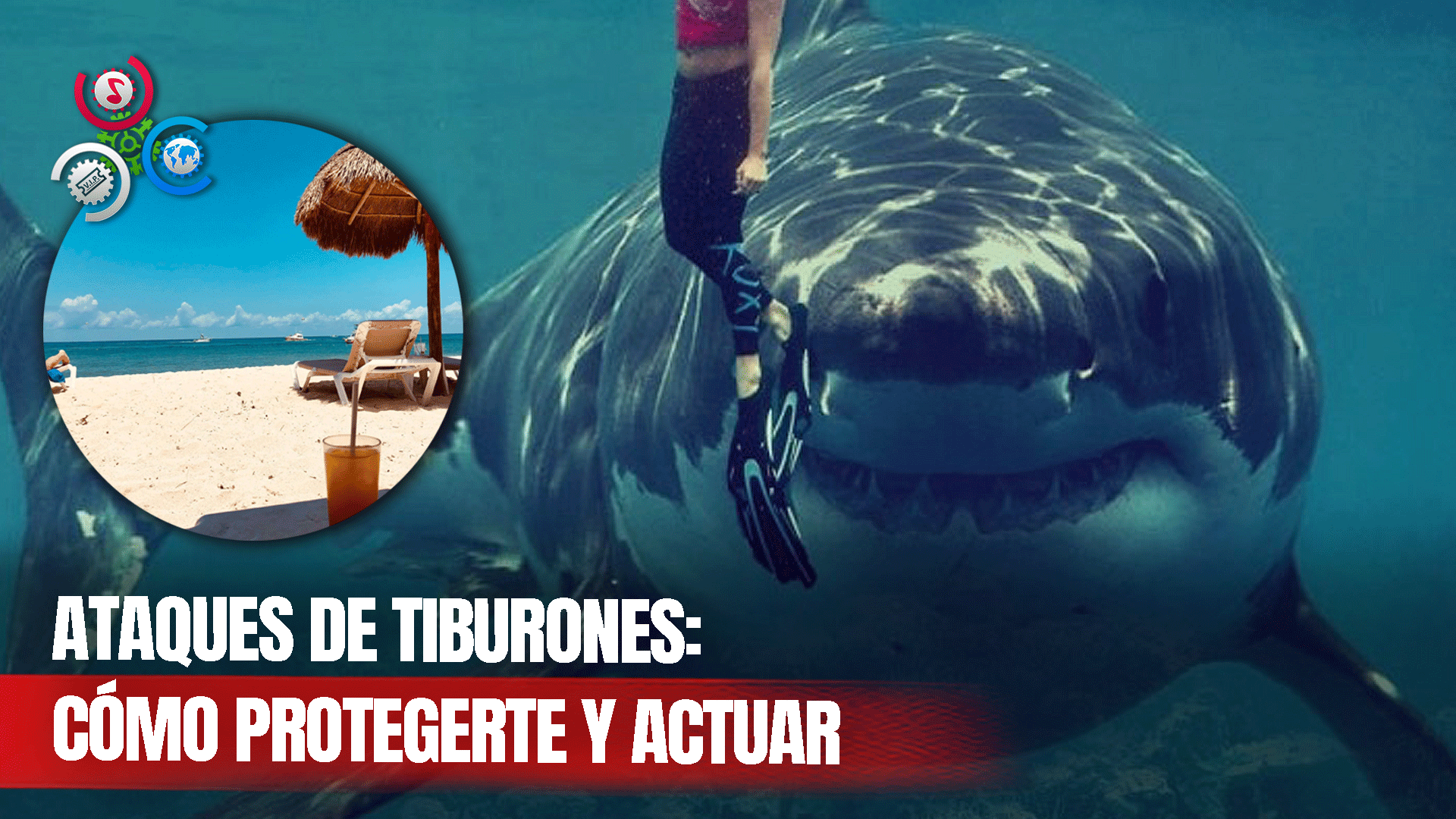 Ola De Ataques De Tiburones: Te Explicamos Cómo Mantenerte A Salvo Y Qué Hacer Ante Una Embestida