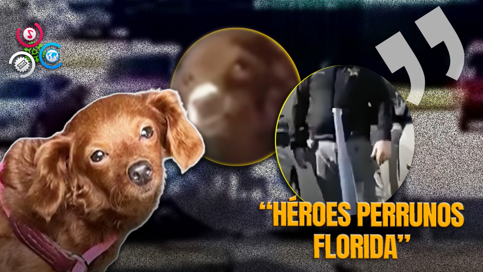 Policías De Florida Salvan Perro Encerrado En Un Auto Bajo El Sol