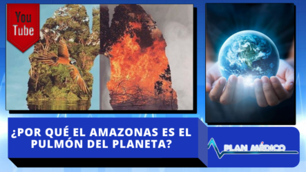 ¿Por Qué El Amazonas Es El Pulmón Del Planeta?