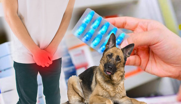 Priapismo Por Estimulantes Sexuales Para Animales En Hombre Y Mujeres