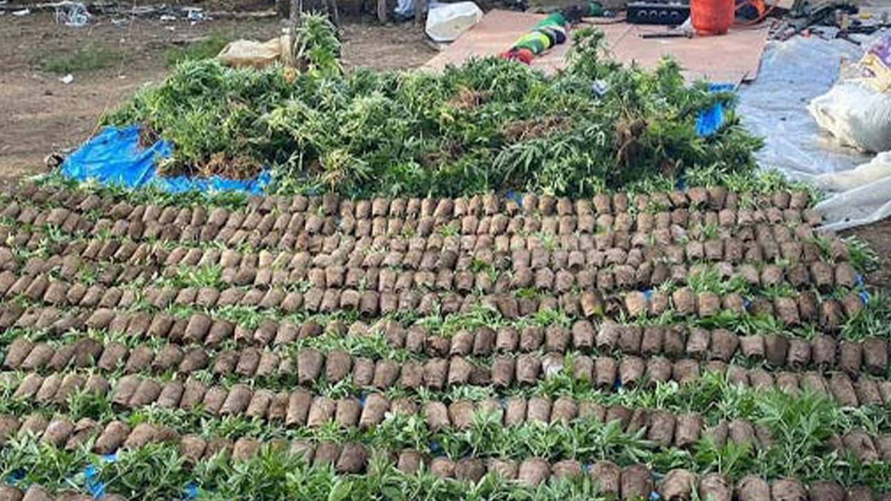 Autoridades Realizan Operativo E Incautan 769 Platas Y 134 Libras De Marihuana