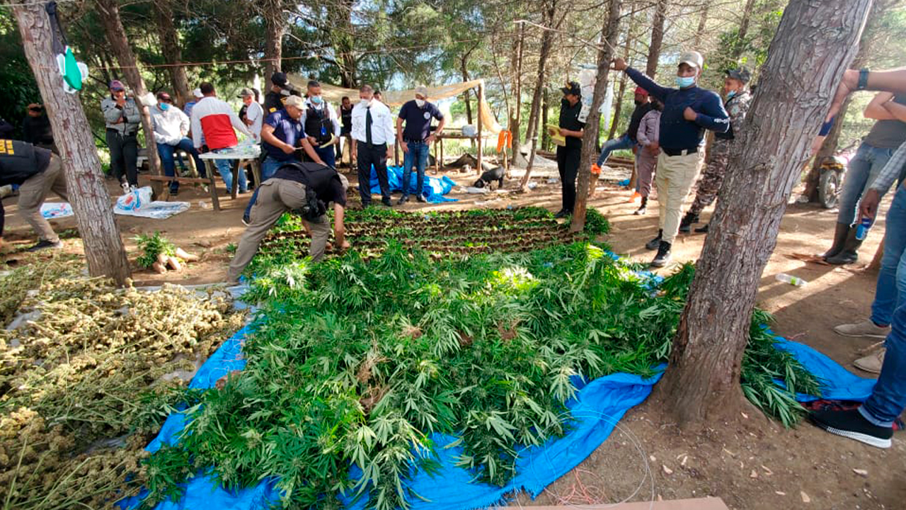 Fiscalía De Constanza Da Declaraciones Sobre El Hallazgo De Finca De Marihuana En Esta Ciudad