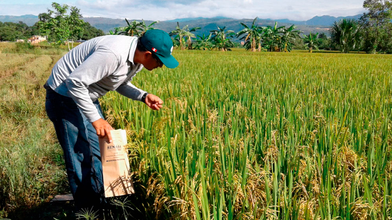 El Sector Arrocero Expresó Su Preocupación Por Posible Desaparición Del Mismo Por Competencias Extranjeras