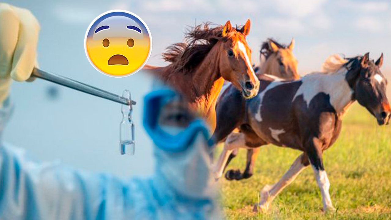 ¿Los Caballos Podrían Tener La Cura Para El Covid-19?