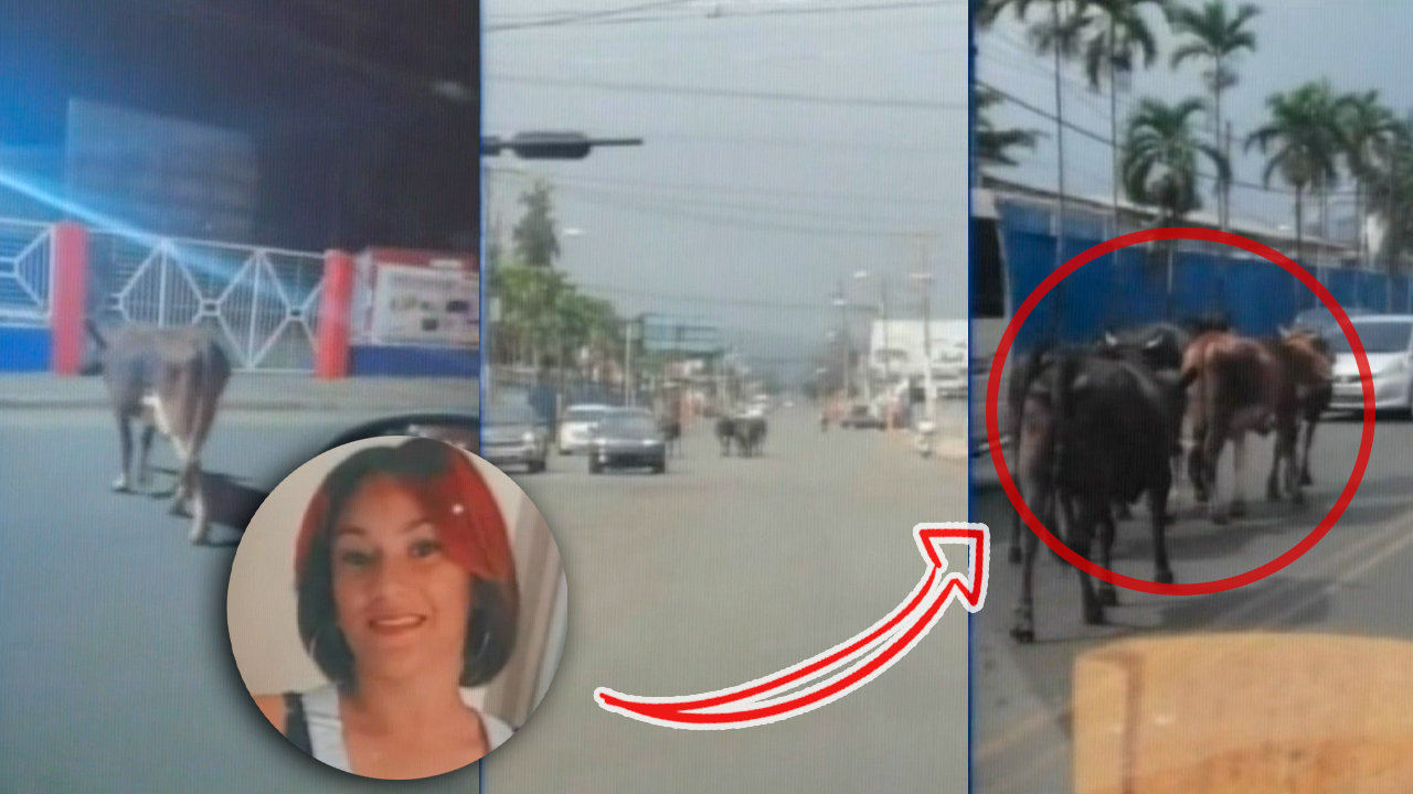 ¡INSÓLITO! Joven Choca Contra Un Caballo Y Luego Muere