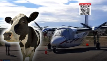 Avión Cargado De Turistas Realiza Aterrizaje Forzoso Por Vacas En La Pista De Aterrizaje 