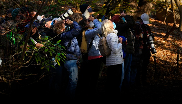 El Nuevo Hobby Anti-Covid De Los Neoyorquinos “Avistar Aves En Central Park”