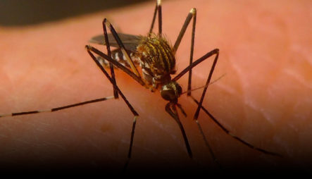 Detectan Una Nueva Especie De Mosquito Transmisor De Virus En RD Que Causa Varias Infecciones