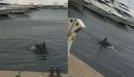 Así Están los Muelles De La Costa De Mallorca, España Sin Turistas Por Covid-19 Pero Repleto De Delfines