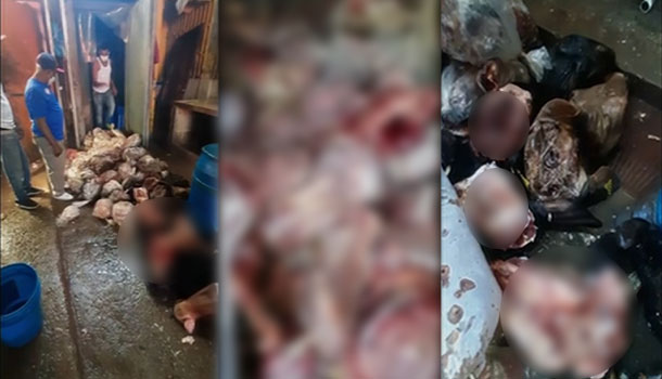 “Fuertes Imágenes” Revelan Que El Mercado De Pueblo Nuevo Distribuía Carne Podrida A Restaurantes