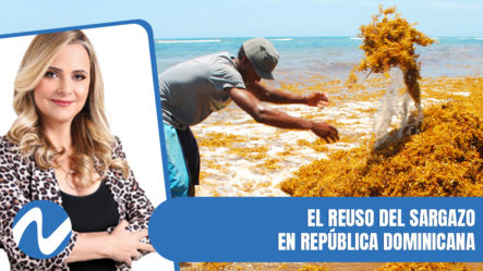 El Reuso Del Sargazo En República Dominicana | Nuria Piera