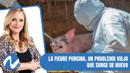 La Fiebre Porcina, Un Problema Viejo Que Surge De Nuevo | Nuria Piera