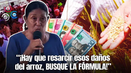 Productores De Arroz Piden Intervención Del Gobierno Urgente Para Evitar Colapso Del Sector