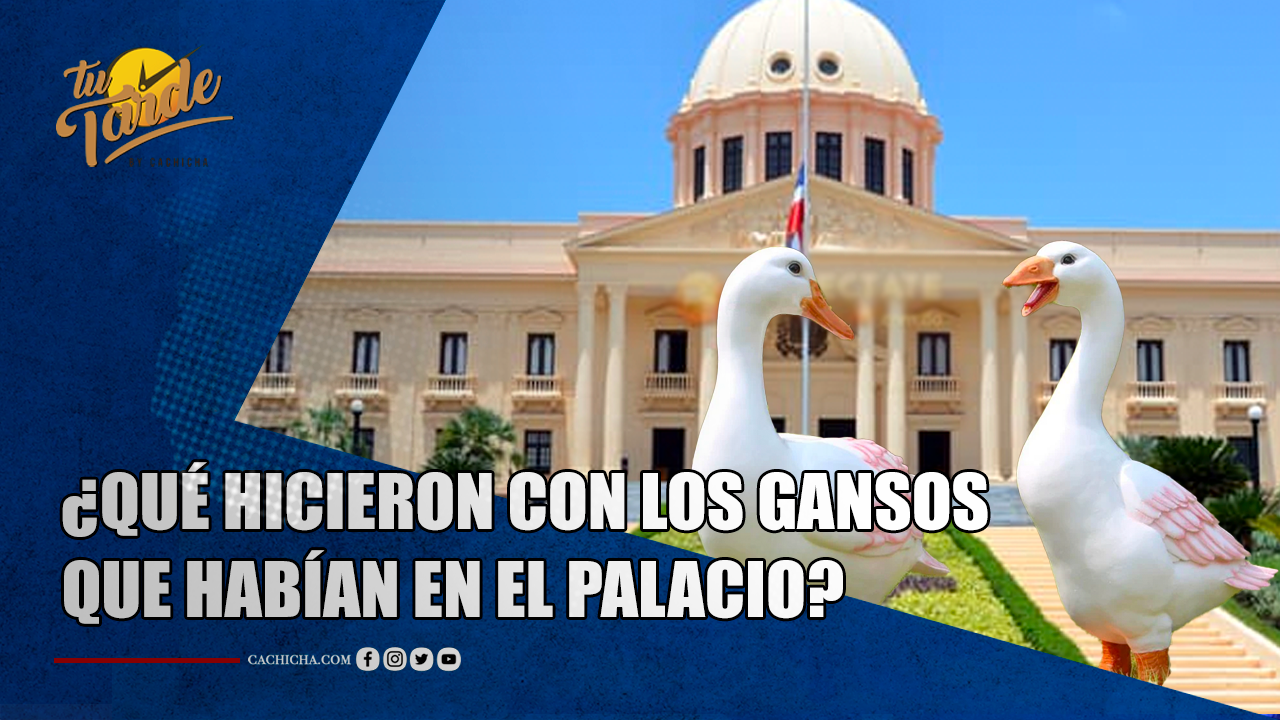 ¿Qué Hicieron Con Los Gansos Que Había En El Palacio? | Tu Tarde