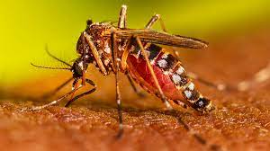 Aumento Alarmante De Casos De Dengue En RD: Más De 3 Mil Infectados Y 3 Fallecidos