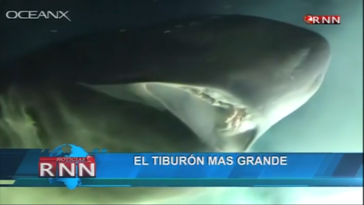 El Tiburón Más Grande