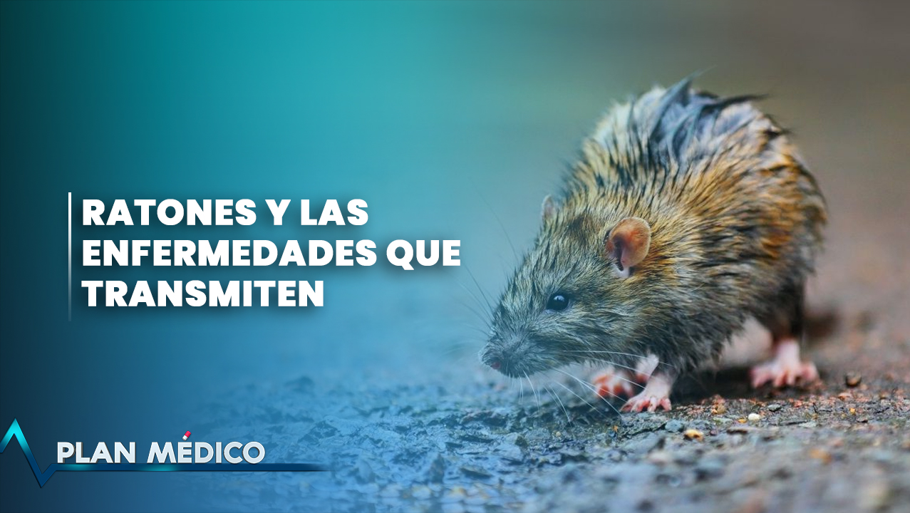 Ratones Y Las Enfermedades Que Transmiten | Plan Médico