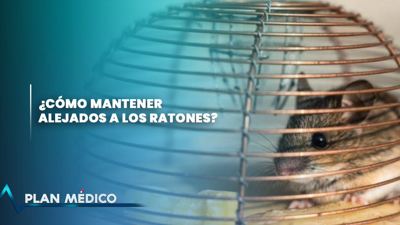 Por Esto Los Ratones Son Un Peligro En Tu Hogar | Plan Médico (2/2)