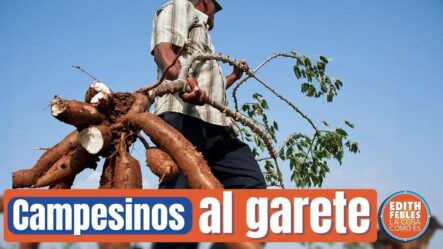 Redes De Ladrones Roban Las Cosechas De Campesinos En La Vega Y Nadie Investiga
