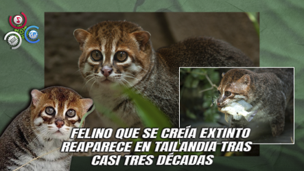 Redescubren En Tailandia Un Felino Salvaje Que Se Creía Extinto Desde Hace Casi 30 Años