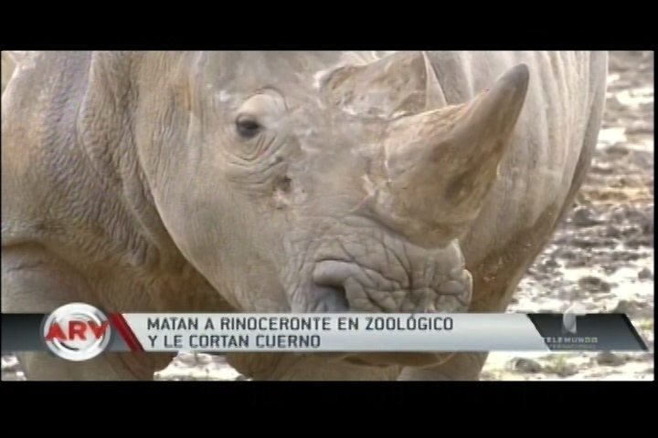 Consternación En Francia Por Asesinato De Rinoceronte Para Cortarle Los Cuernos
