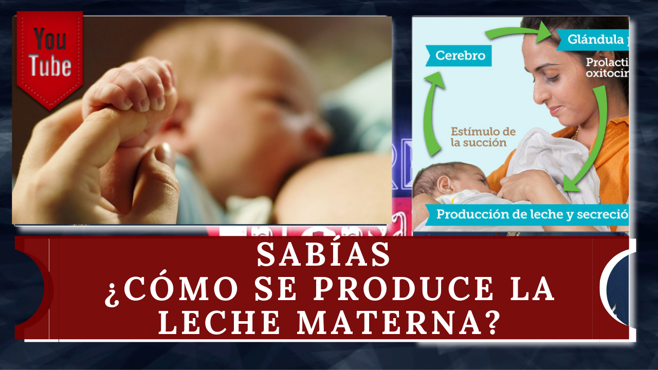 Sabías ¿Cómo Se Produce La Leche Materna?