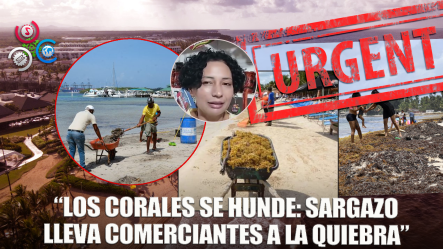 “Sargazo Ahoga A Los Corales: Comerciantes Al Borde De La Quiebra Exigen Limpieza Inmediata”