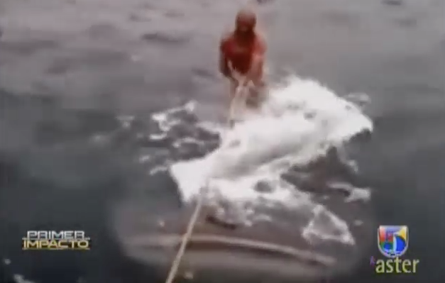 Hombre Utiliza Un Tiburón Ballena Como Tabla De Surf #Video