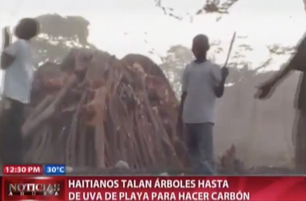 Haitianos Talan Arboles Hasta De Uva Para Hacer Carbon #Video