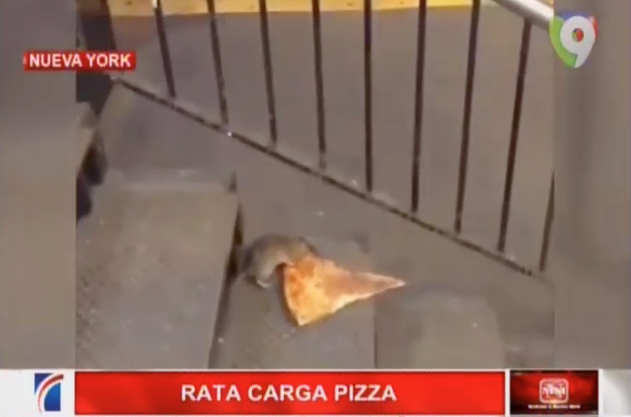 Rata Se Lleva Tremendo Pedazo De Pizza En El Metro De New York #Video
