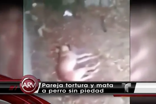 Buscan A Una Pareja Que Mató Y Torturó A Un Perro En Santo Domingo #Video