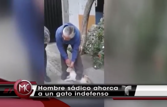 Captado En Video: Un Hombre Amarra Un Gato Por El Cuello Hasta Matarlo #Video