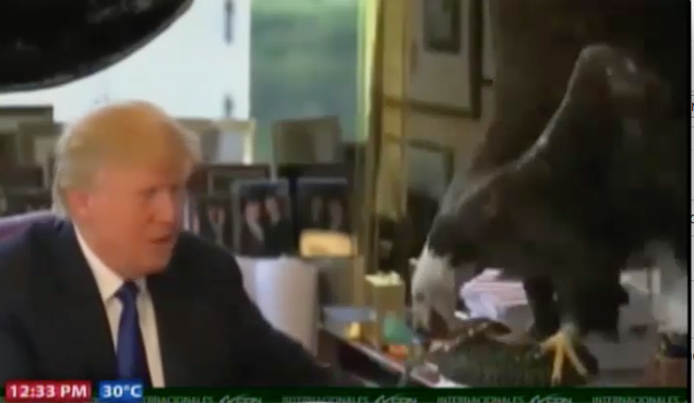 Donald Trump Sale Juyendo Cuando Aguila Casi Le Arranca Un Dedo #Video