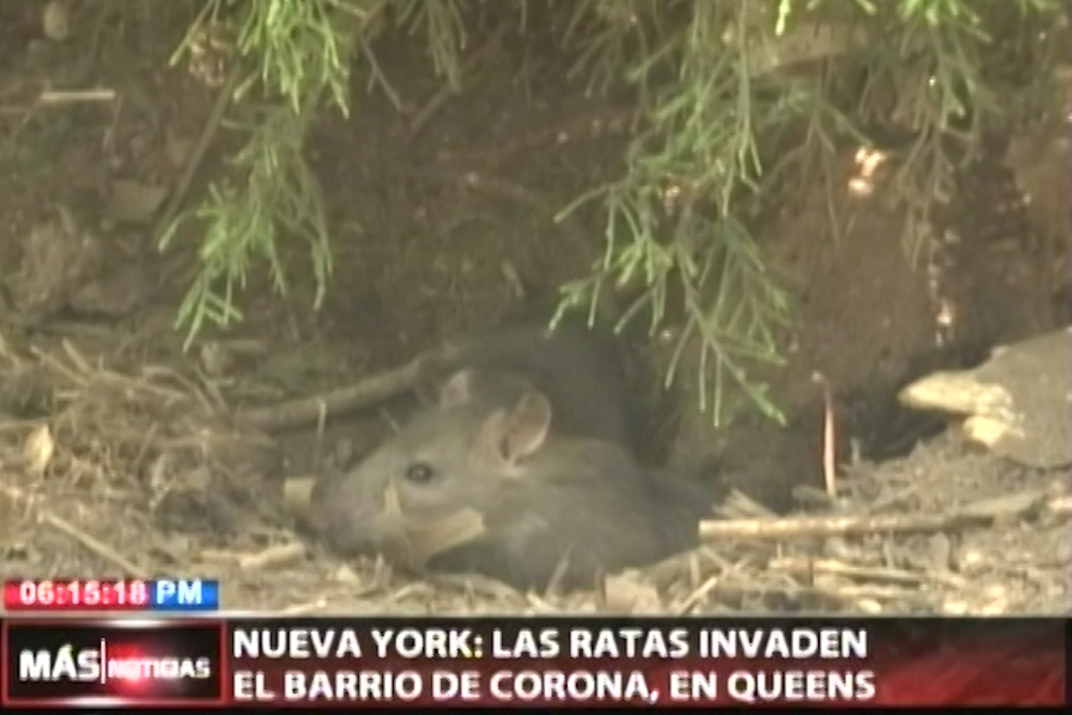New York: Las Ratas Invaden El Barrio Corona En Queens