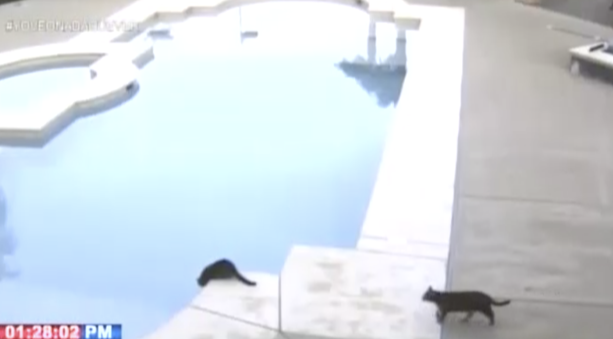 Gato Travieso Lanza A Otro A La Piscina