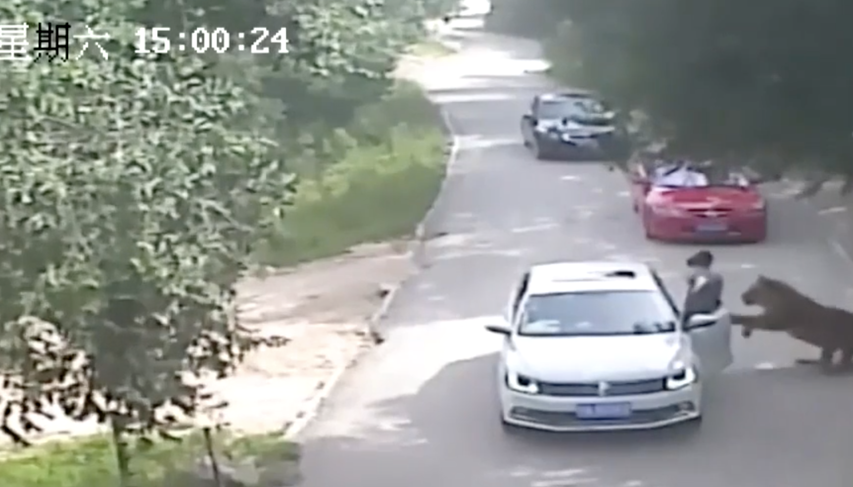 Tigre Mata A Mujer En Safari Chino