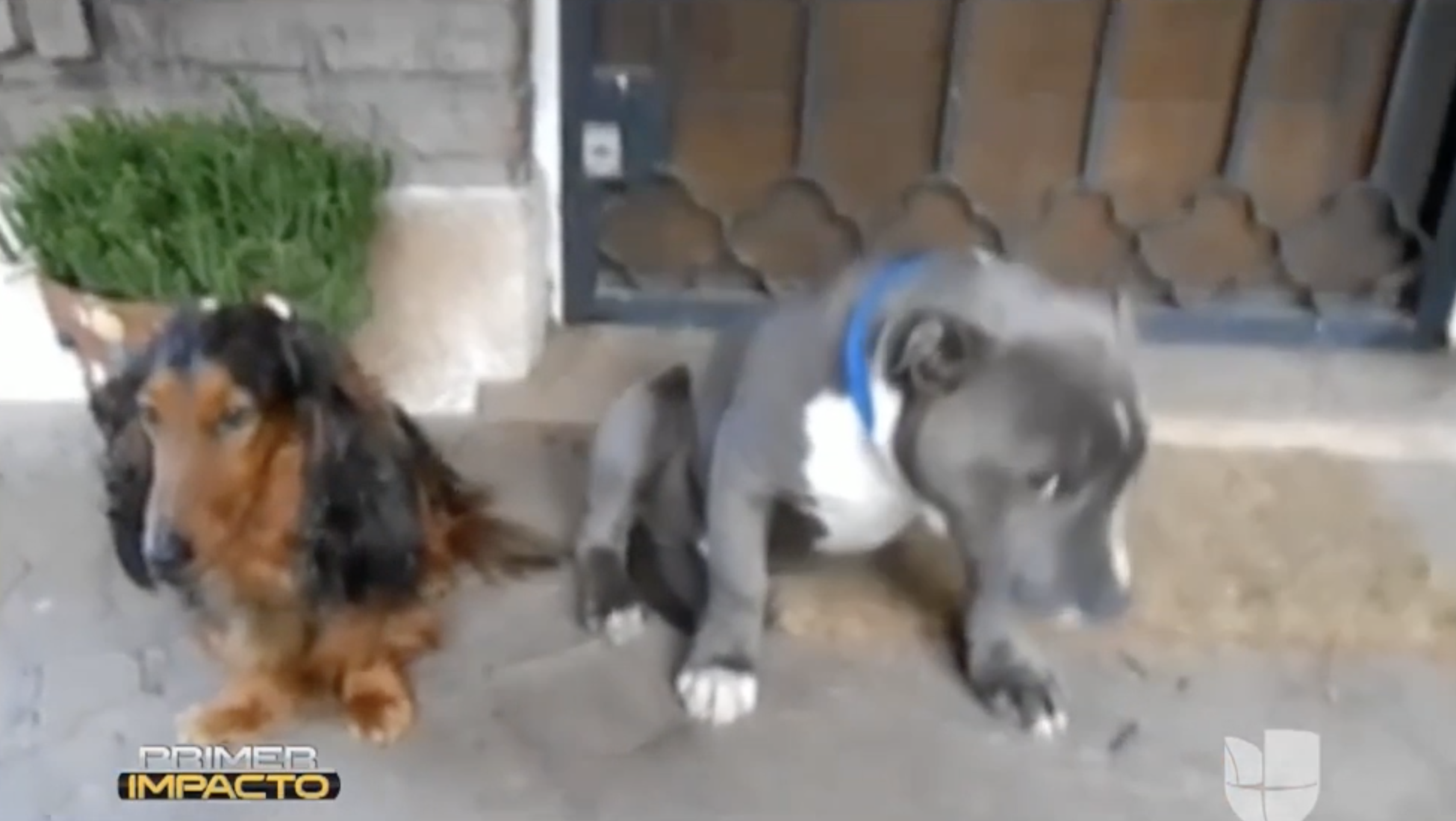 El Video De Estos Perros Se Ha Vuelto Viral En Todas Las Redes Sociales