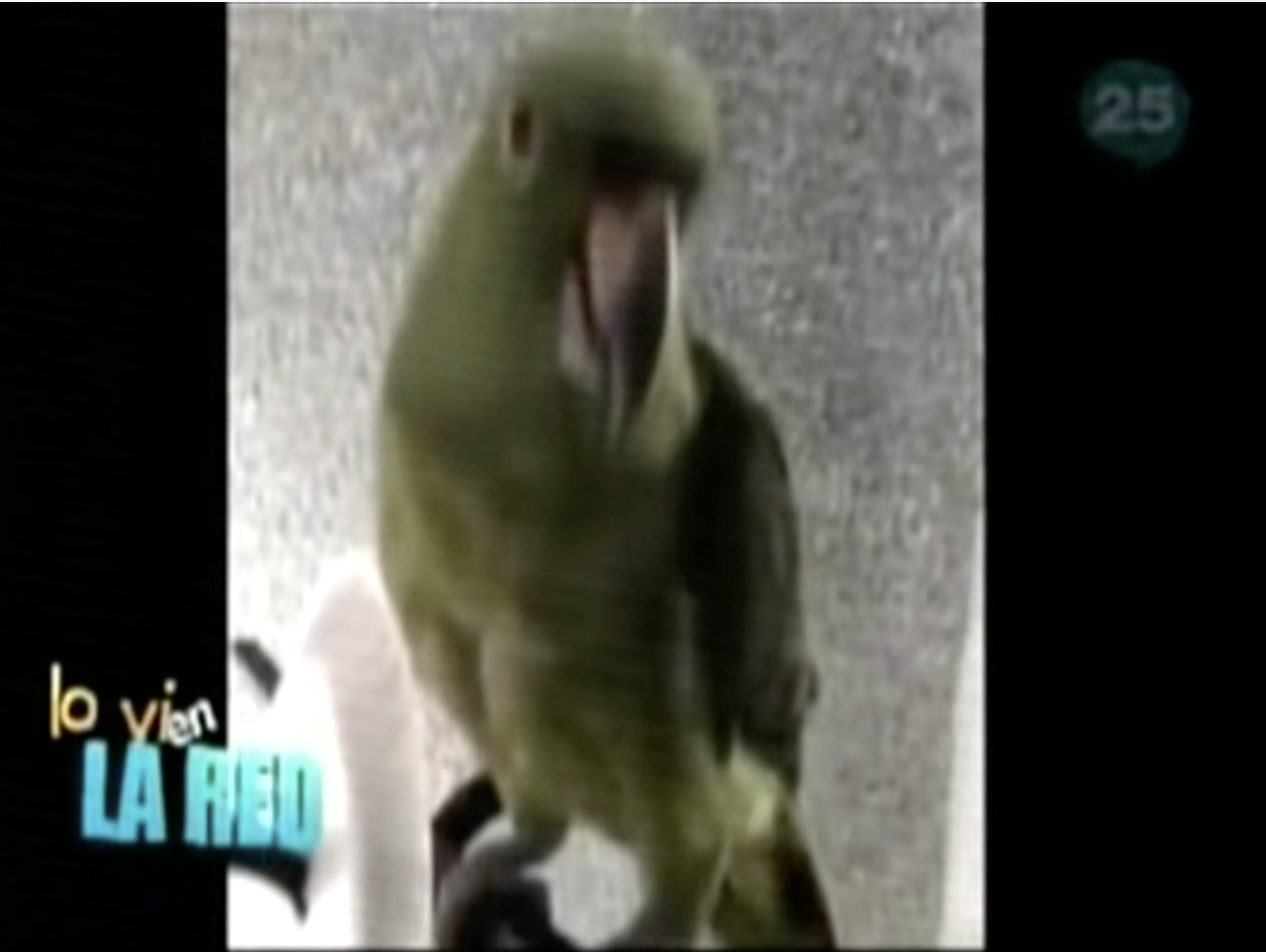 Se Vuelve Viral Video De Loro Que Canta Dembow Dominicano