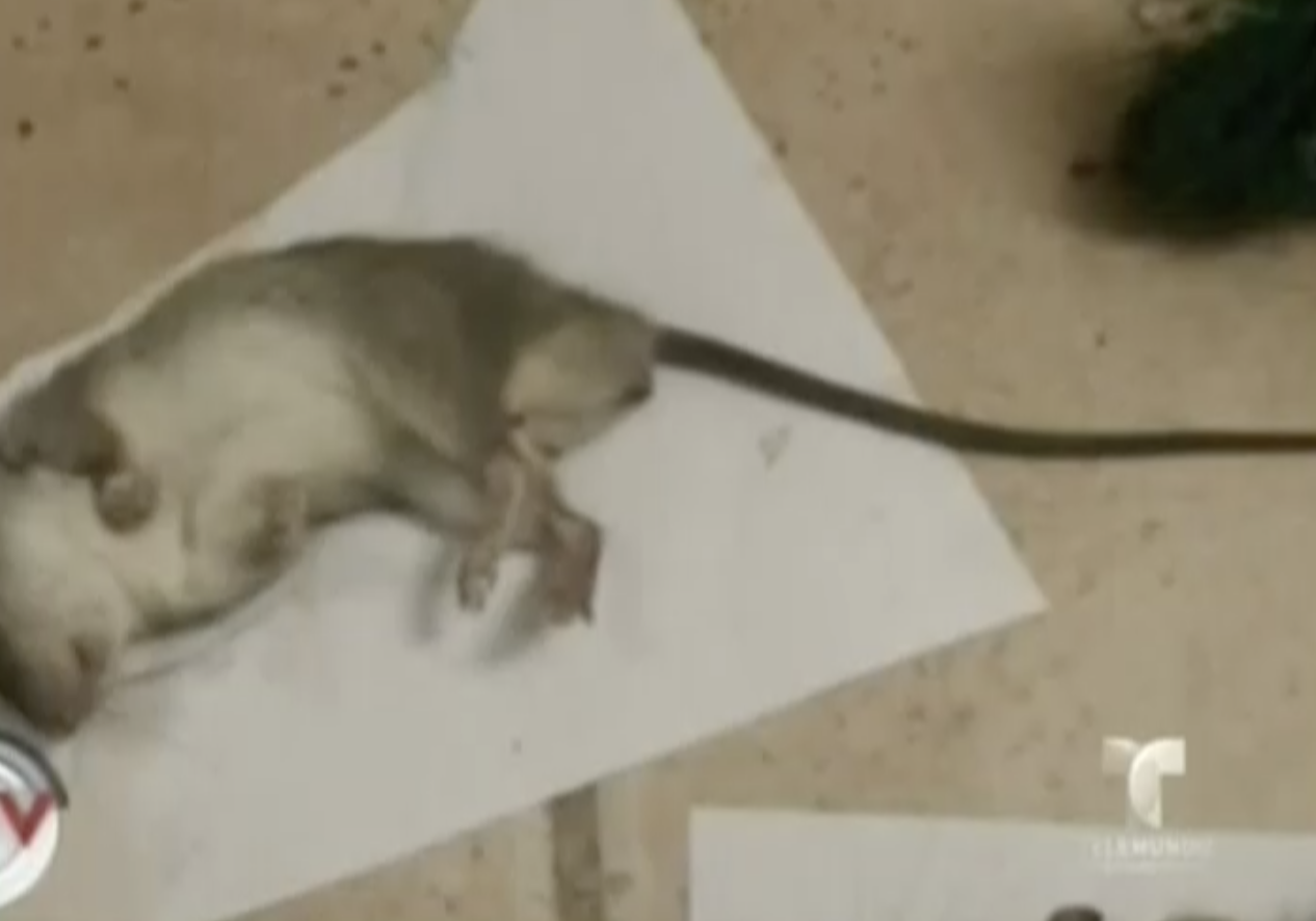 Epidemia. Ratas Invaden Oficinas En Puerto Rico