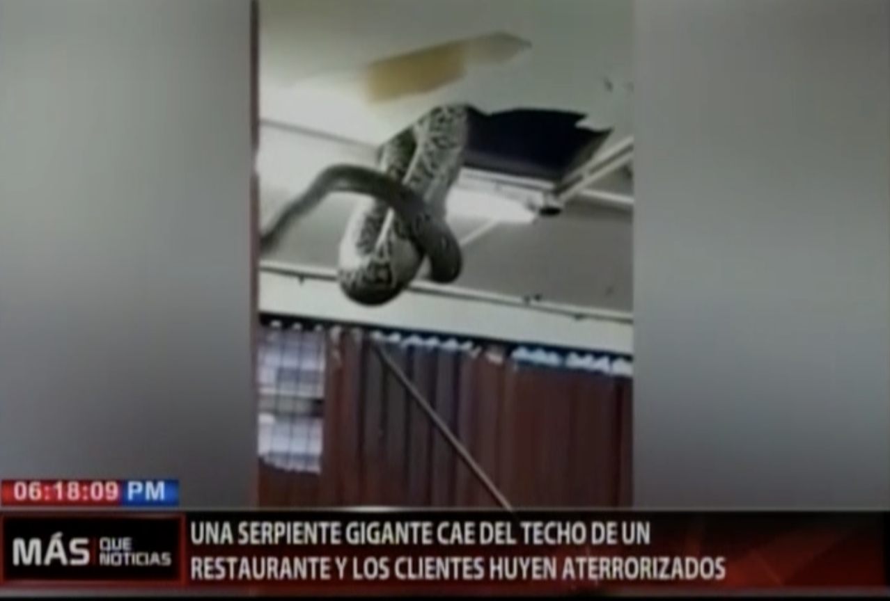 Serpiente Gigante Irrumpe En Plena Cena De Restaurante
