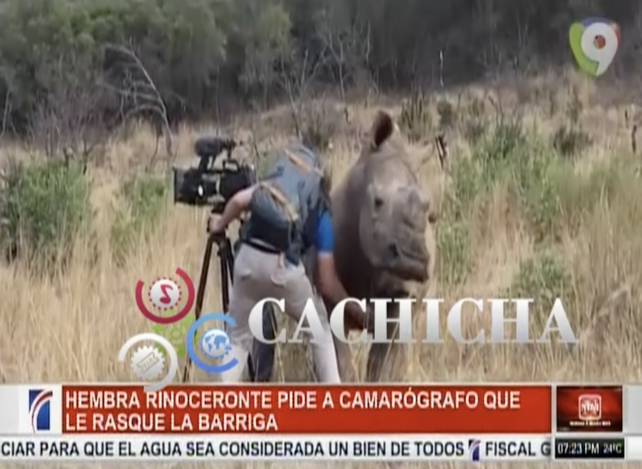 Rinoceronte Se Le Acerca A Un Camarógrafo Y Le Pide Que Le Rasque La Panza