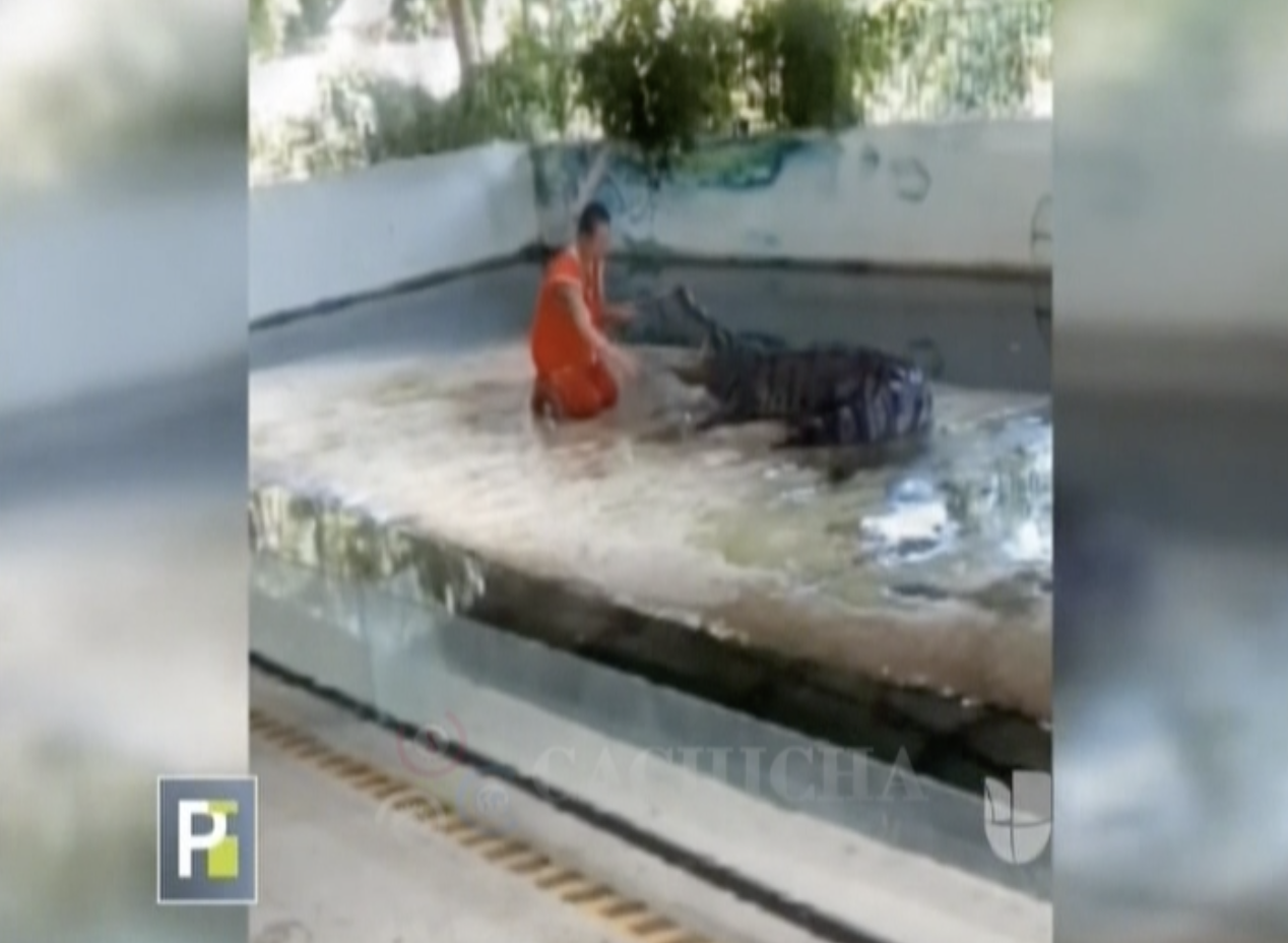 Cocodrilo Hiere A Domador Durante Espectáculo Turístico