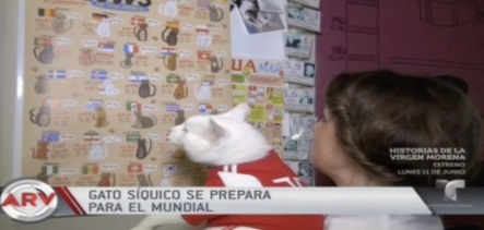 Un Gato Síquico Se Prepara Para El Mundial